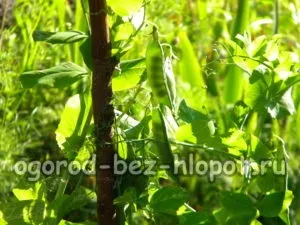 Вирощування гороху на дачі посадка і догляд (горох) Вирощування гороху на дачі посадка і догляд