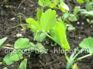 Вирощування гороху на дачі посадка і догляд (на дачі) Вирощування гороху на дачі посадка і догляд