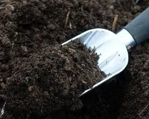 Вирощування кімнатних огірків взимку на підвіконні, балконі і теплиці (огірків) Вирощування кімнатних огірків взимку на підвіконні, балконі і теплиці