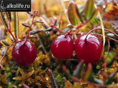 Вино з журавлини в домашніх умовах рецепти (умовах) Вино з журавлини в домашніх умовах рецепти
