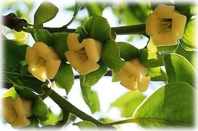Вирощування хурми з кісточки в домашніх умовах (кісточки домашніх умовах) Вирощування хурми з кісточки в домашніх умовах