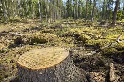Вирубка лісу