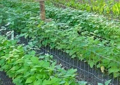 Вирощування квасолі 1