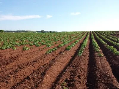 Вирощування картоплі з насіння посадка і догляд (насіння) Вирощування картоплі з насіння посадка і догляд