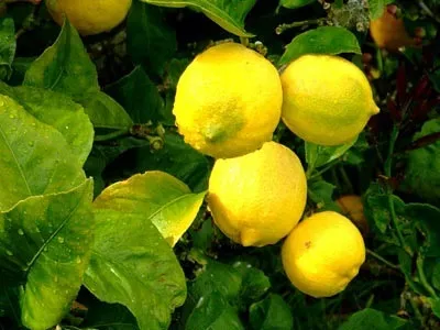 Вирощування лимона в домашніх умовах (домашніх) Вирощування лимона в домашніх умовах