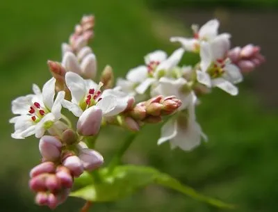 Вирощування гречки - посів, догляд та користь (користь) Вирощування гречки - посів, догляд та користь