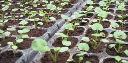 Віола посадка і догляд, вирощування з насіння і розсади, висадка у відкритий грунт (фото і відео) (вирощування) Віола посадка і догляд, вирощування з насіння і розсади, висадка у відкритий грунт (фото і відео)