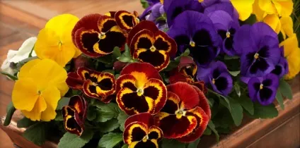 Віола посадка і догляд, вирощування з насіння і розсади, висадка у відкритий грунт (фото і відео) (догляд) Віола посадка і догляд, вирощування з насіння і розсади, висадка у відкритий грунт (фото і відео)