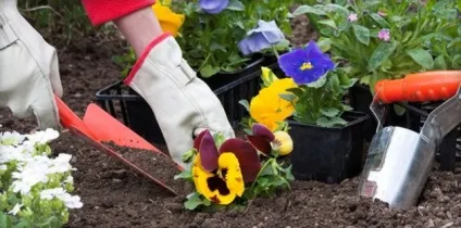 Віола посадка і догляд, вирощування з насіння і розсади, висадка у відкритий грунт (фото і відео) (догляд) Віола посадка і догляд, вирощування з насіння і розсади, висадка у відкритий грунт (фото і відео)