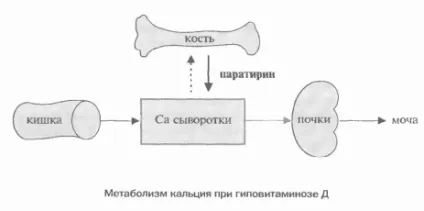 вітамін d