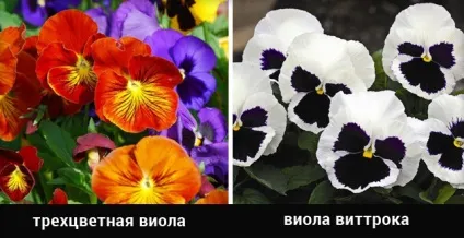 Віола посадка і догляд, вирощування з насіння і розсади, висадка у відкритий грунт (фото і відео) (догляд) Віола посадка і догляд, вирощування з насіння і розсади, висадка у відкритий грунт (фото і відео)