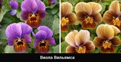 Віола посадка і догляд, вирощування з насіння і розсади, висадка у відкритий грунт (фото і відео) (віола) Віола посадка і догляд, вирощування з насіння і розсади, висадка у відкритий грунт (фото і відео)