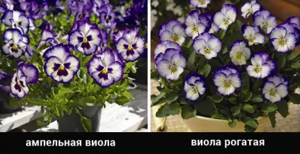Віола посадка і догляд, вирощування з насіння і розсади, висадка у відкритий грунт (фото і відео) (посадка) Віола посадка і догляд, вирощування з насіння і розсади, висадка у відкритий грунт (фото і відео)
