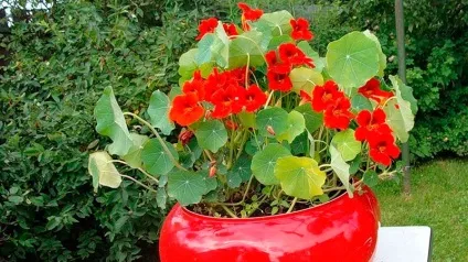 Вирощування петунії на балконі догляд своїми руками (своїми) Вирощування петунії на балконі догляд своїми руками