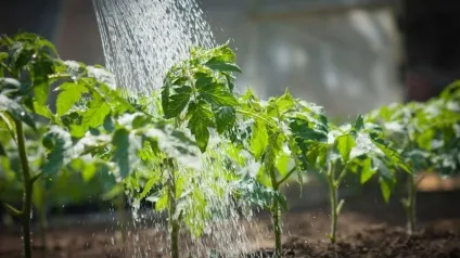 Вирощування томатів у теплиці і відкритому грунті (теплиці) Вирощування томатів у теплиці і відкритому грунті