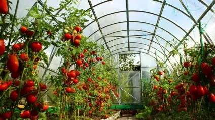 Вирощування томатів у теплиці і відкритому грунті (томатів) Вирощування томатів у теплиці і відкритому грунті