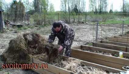 Вирощування насіннєвої картоплі (посадка, догляд, збір і зберігання), все про помідори (томати) - (посадка) Вирощування насіннєвої картоплі (посадка, догляд, збір і зберігання), все про помідори (томати) -
