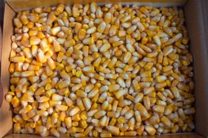Вирощування кукурудзи на присадибній ділянці (вирощування) Вирощування кукурудзи на присадибній ділянці