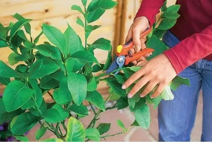 Вирощування цитрусових у домашніх умовах з кісточки (умовах) Вирощування цитрусових у домашніх умовах з кісточки