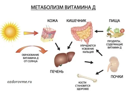 Вітамін д вплив на здоров'я людини (людини) Вітамін д вплив на здоров'я людини