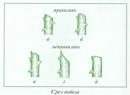 Вирощування троянд з живців в картоплі (живців) Вирощування троянд з живців в картоплі
