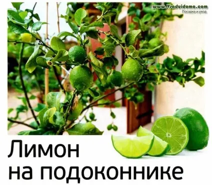 Вирощування лимона на підвіконні, в домашніх умовах, сайт про сад, дачі і кімнатних рослинах (умови) Вирощування лимона на підвіконні, в домашніх умовах, сайт про сад, дачі і кімнатних рослинах