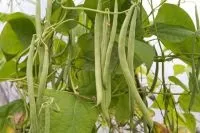 Чарівна фасолінка ніж корисні бобові, продукти і напої, кухня, аргументи і факти (корисні) Чарівна фасолінка ніж корисні бобові, продукти і напої, кухня, аргументи і факти