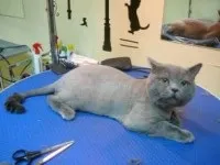 Вік для кастрації британських котів