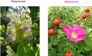Запалення легенів кашель не проходить (проходить) Запалення легенів кашель не проходить