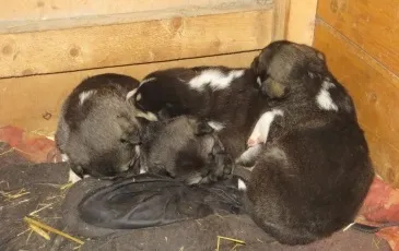 Східно-сибірська лайка фото, опис породи, характер та відгуки мисливців