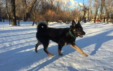 Східно-сибірська лайка фото, опис породи, характер та відгуки мисливців