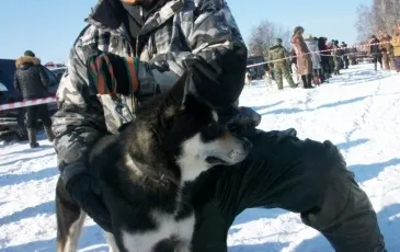 Східно-сибірська лайка фото, опис породи, характер та відгуки мисливців