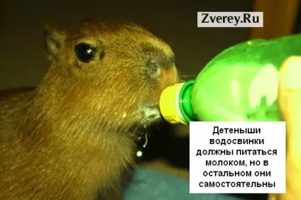 Водосвинка капибара опис, фото і як утримувати в домашніх умовах (містити) Водосвинка капибара опис, фото і як утримувати в домашніх умовах