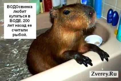 Водосвинка капибара опис, фото і як утримувати в домашніх умовах (капибара) Водосвинка капибара опис, фото і як утримувати в домашніх умовах