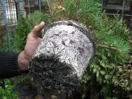 Шкідники кімнатних рослин