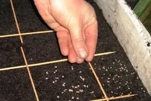 Час всхода петрушки