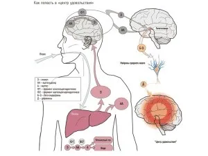 Шкода алкоголю на організм людини чим небезпечний алкоголь (шкода) Шкода алкоголю на організм людини чим небезпечний алкоголь