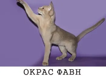 Все про забарвленнях абиссинских кішок (кішок) Все про забарвленнях абиссинских кішок