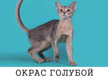 Все про забарвленнях абиссинских кішок (абиссинских кішок є) Все про забарвленнях абиссинских кішок