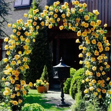 Кучеряві рослини для дачі фото і назви багаторічні, невибагливі, швидкорослі (в'юнкі рослини для дачі) Кучеряві рослини для дачі фото і назви багаторічні, невибагливі, швидкорослі
