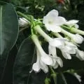 Хойя м'ясиста догляд і розмноження в домашніх умовах, фото і відео (м'ясиста) Хойя м'ясиста догляд і розмноження в домашніх умовах, фото і відео