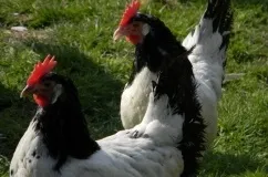 Характеристика і опис породи курей лакенфельдер, особливості утримання та догляду (характеристика) Характеристика і опис породи курей лакенфельдер, особливості утримання та догляду