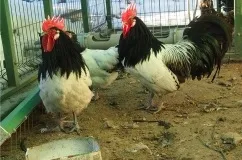 Характеристика і опис породи курей лакенфельдер, особливості утримання та догляду (догляд) Характеристика і опис породи курей лакенфельдер, особливості утримання та догляду