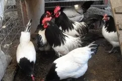 Характеристика і опис породи курей лакенфельдер, особливості утримання та догляду (годування) Характеристика і опис породи курей лакенфельдер, особливості утримання та догляду