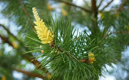 Хвойна пилок застосування і корисні властивості (застосування) Хвойна пилок застосування і корисні властивості