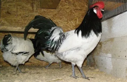 Характеристика і опис породи курей лакенфельдер, особливості утримання та догляду (годування) Характеристика і опис породи курей лакенфельдер, особливості утримання та догляду