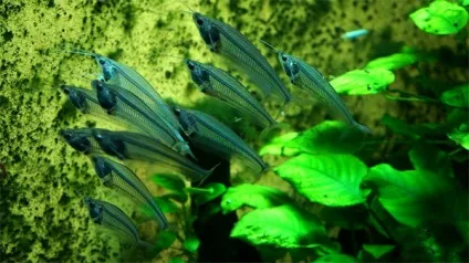 Навіщо потрібна фільтрація в акваріумі, аміак нітрити нітрати воді акваріума, заміна води в акваріумі (акваріумі) Навіщо потрібна фільтрація в акваріумі, аміак нітрити нітрати воді акваріума, заміна води в акваріумі