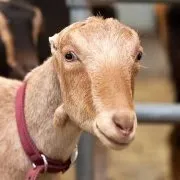 Зааненская порода кіз опис з фото і відео, розведення і утримання в домашніх умовах