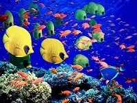 Отруйні і небезпечні риби червоного моря фото з назвами і описом (сезон 2017) (отруйні) Отруйні і небезпечні риби червоного моря фото з назвами і описом (сезон 2017)