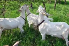 Зааненскіе кози опис породи її продуктивність, догляд і утримання з відгуками (кози) Зааненскіе кози опис породи її продуктивність, догляд і утримання з відгуками